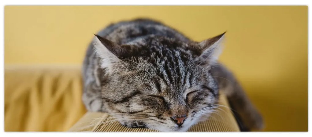 Tablou cu pisica pe fotoliu (120x50 cm)