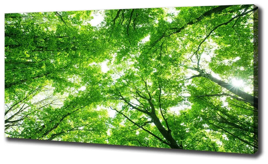 Tablou canvas Pădure verde