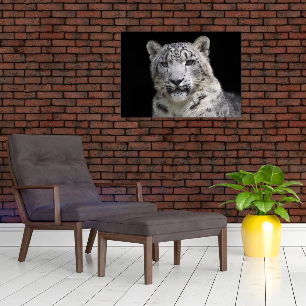 Tablou pe sticlă - Snow Leopard (70x50 cm)