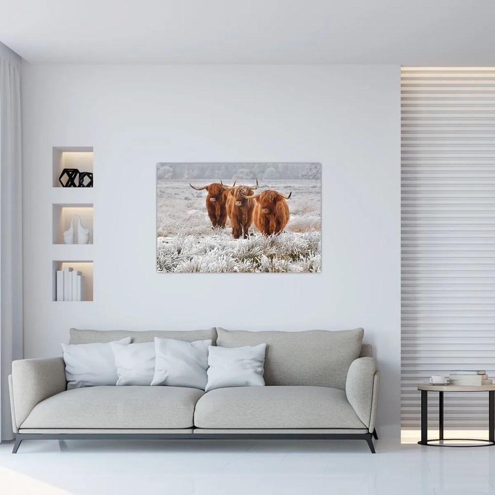 Tablou - Vaci scoțiene (90x60 cm)