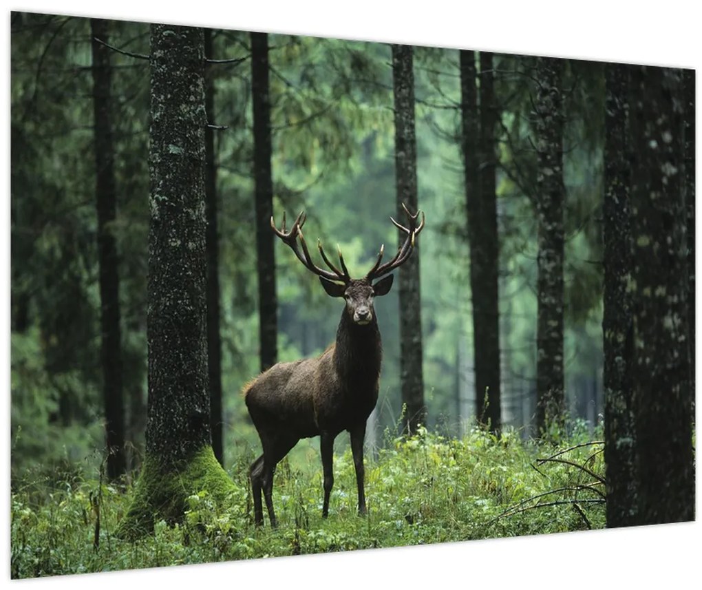 Tablou - Cerb în pădurea adâncă (90x60 cm)