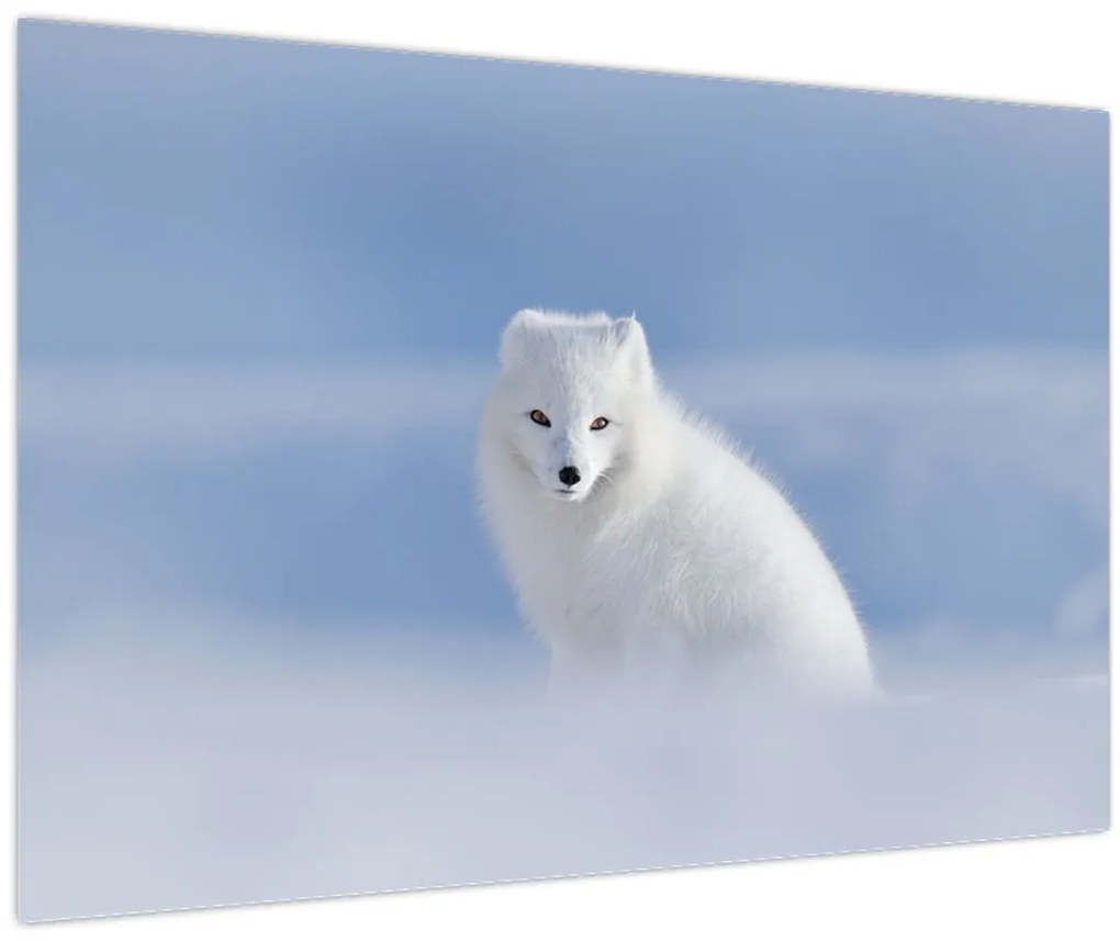Tablou - Vulpe polară (90x60 cm)