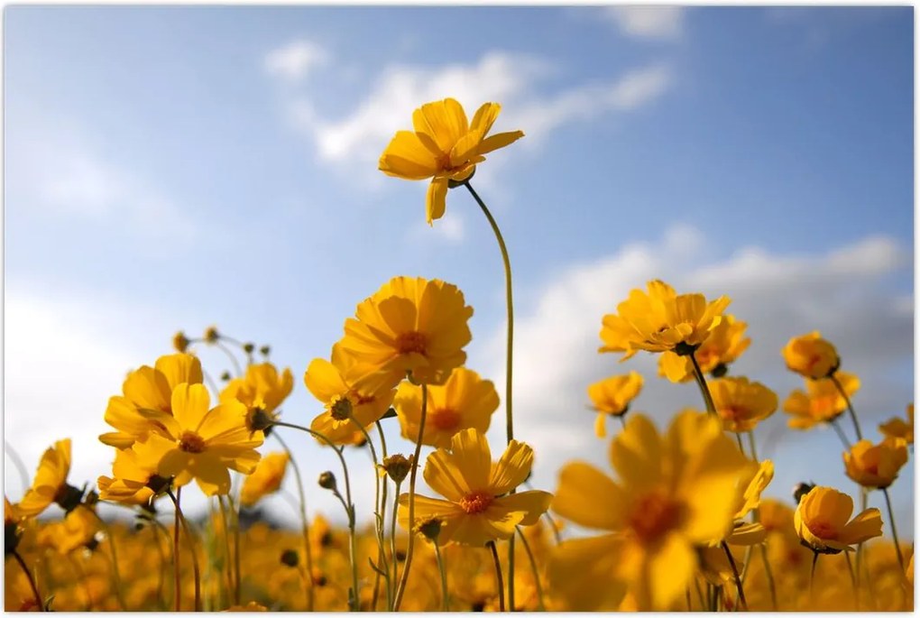 Tablou - Câmp cu flori galben deschis (90x60 cm)