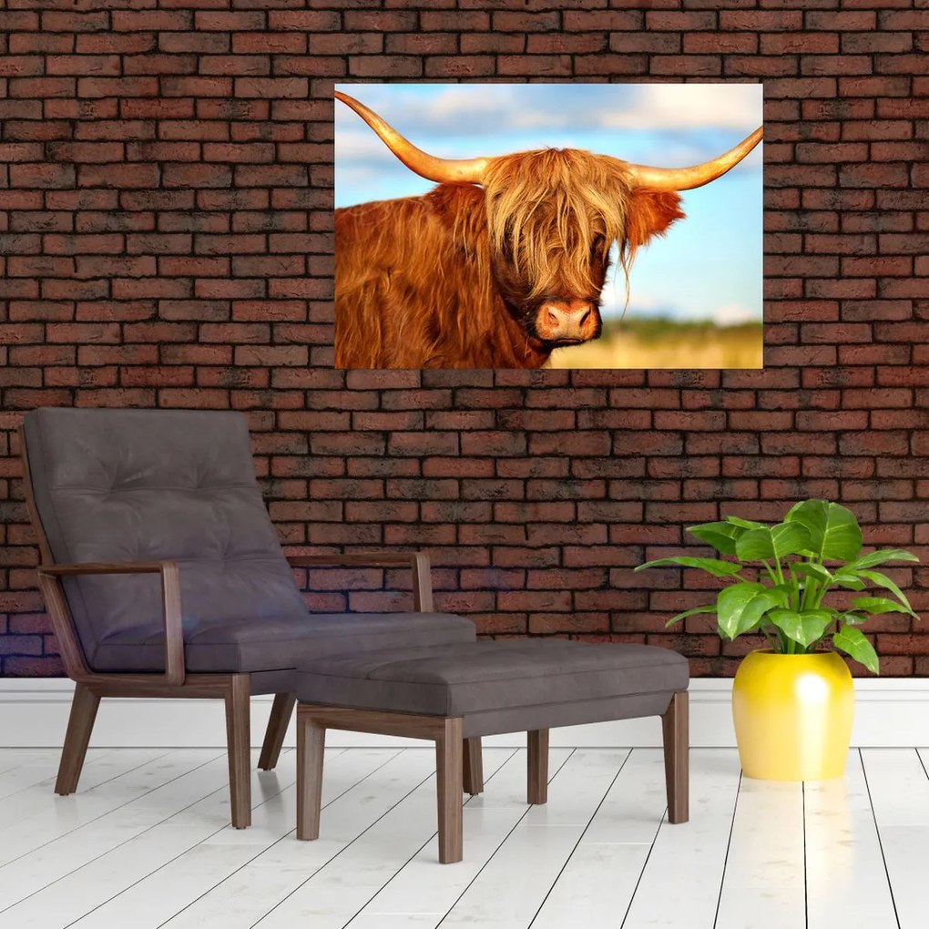 Tablou - Vacă scoțiană (90x60 cm)