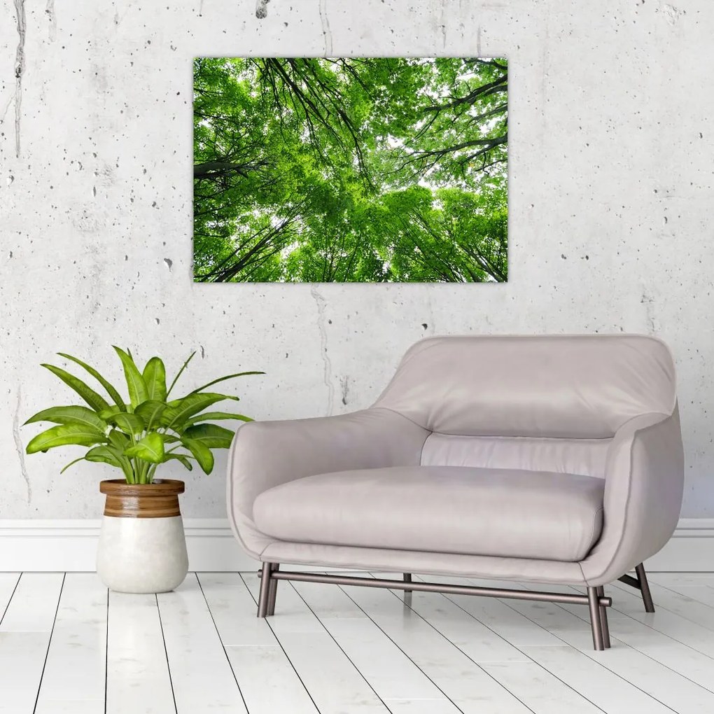 Tablou pe sticlă - privire în coroanele pomilor (70x50 cm)