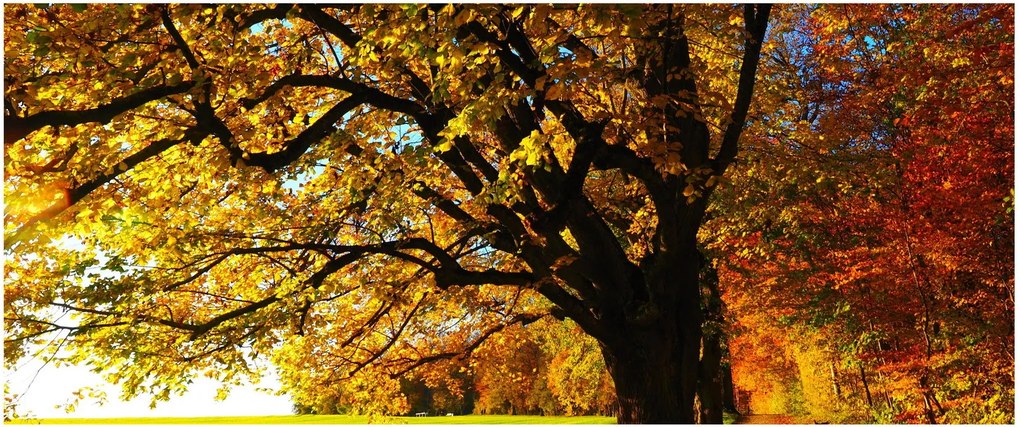Tablou cu toamna (120x50 cm)