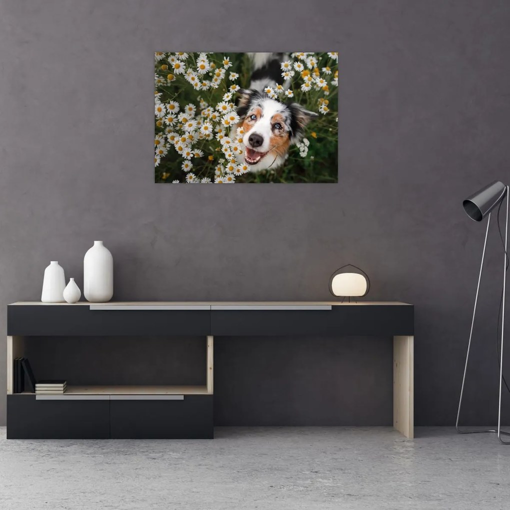 Tablou - Ciobănesc australian (70x50 cm)