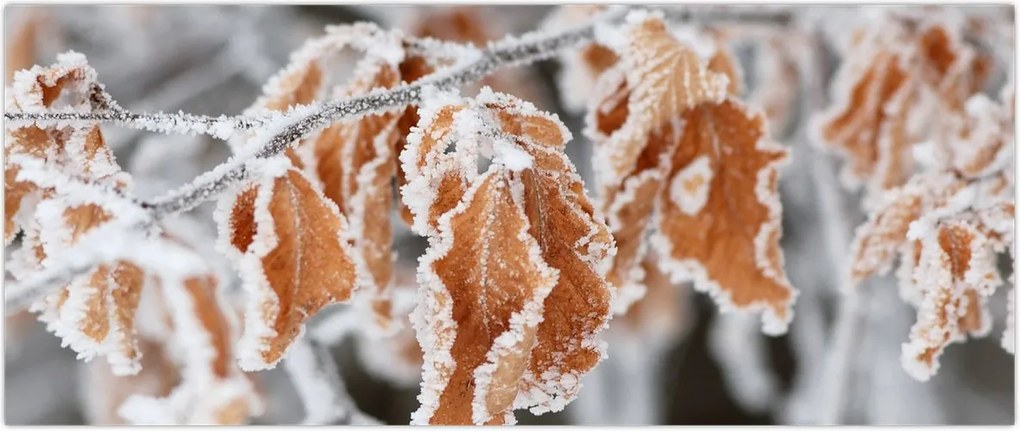 Tablou - Frunze înghețate (120x50 cm)