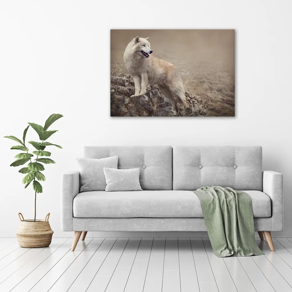 Tablou canvas Lup alb pe stâncă
