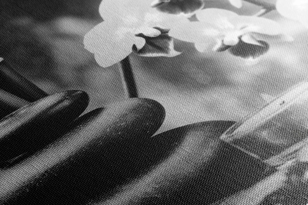 Tablou spa natura moartă în design alb-negru