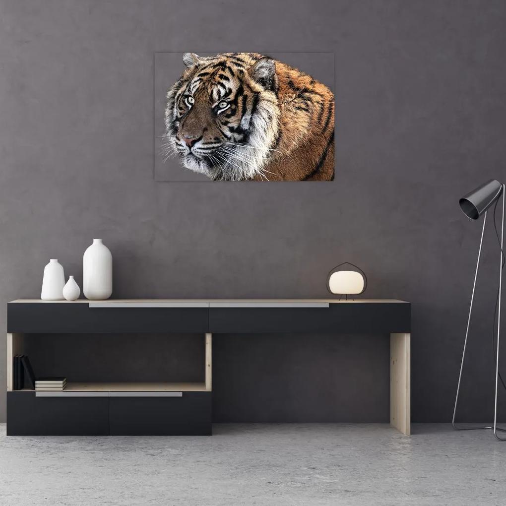 Tablou cu tigrul (70x50 cm), în 40 de alte dimensiuni noi