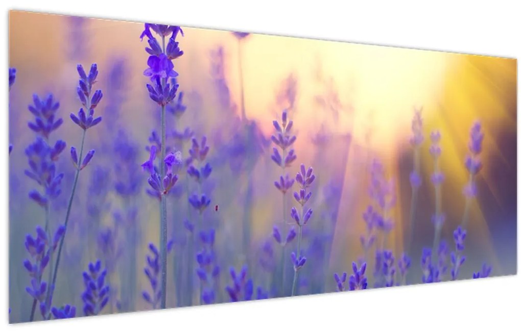 Tablou - Levănțică (120x50 cm)