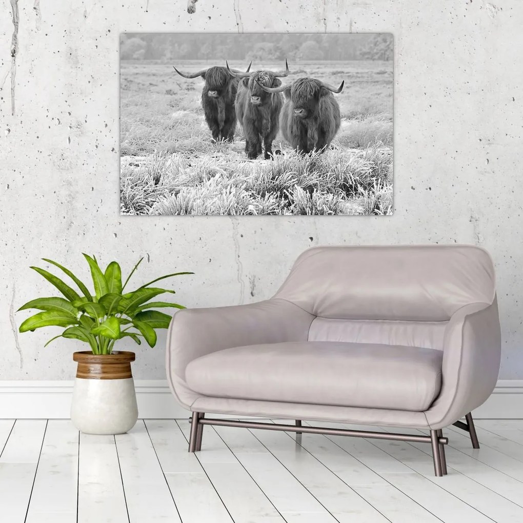 Tablou - Vaci scoțiene,alb-negru (90x60 cm)
