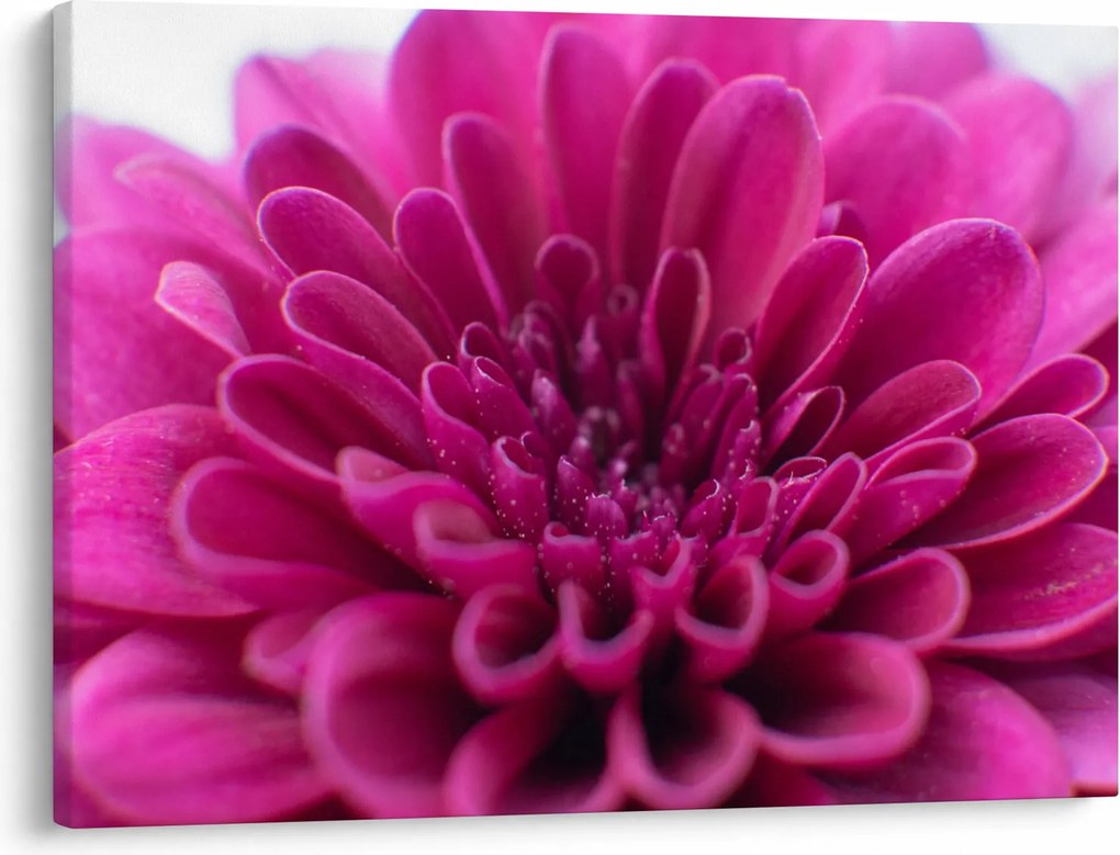 Tablou cu floare (70x50 cm)