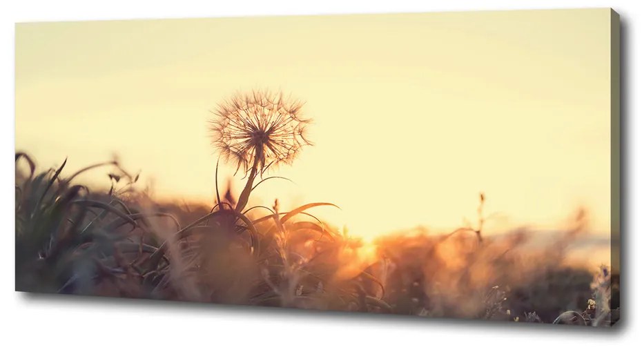 Tablou pe pânză canvas Păpădie