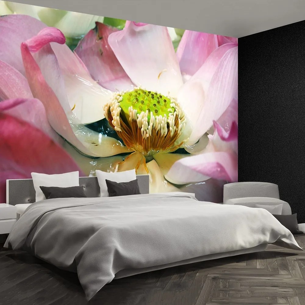 Fototapet Floare de lotus