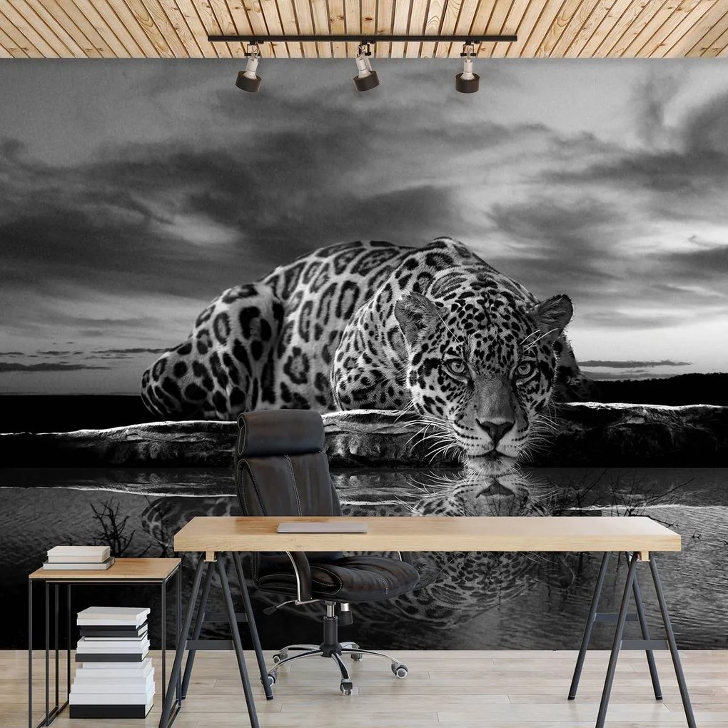 Fototapet - Jaguar târâtor în alb și negru (254x184 cm)