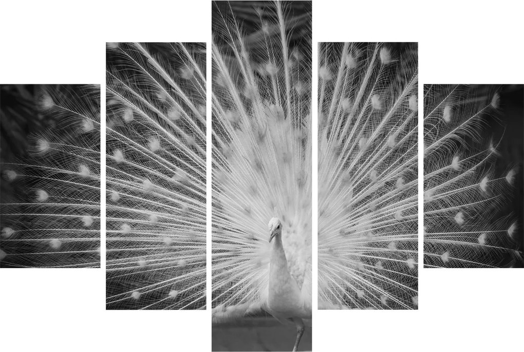 Tablou - Păun alb (150x105 cm)