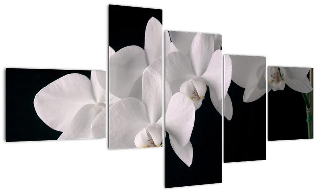 Tablou - orhidee albă (150x85cm)
