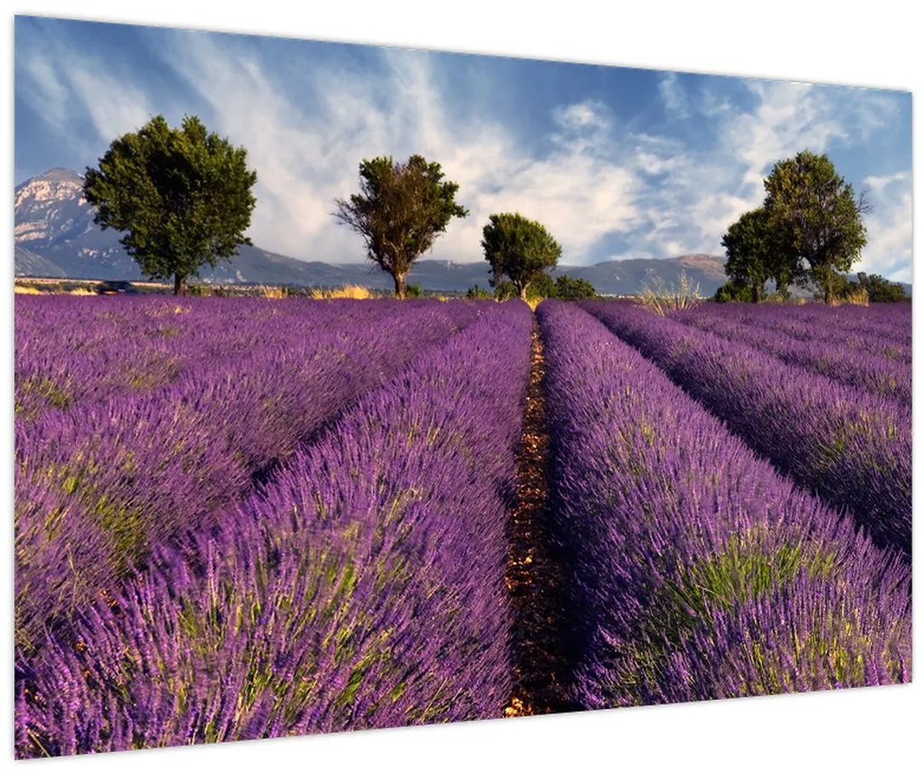 Tablou - câmp de lavandă și munți (90x60 cm)