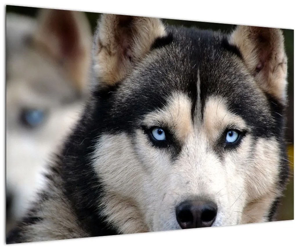Tablou cu câinele husky (90x60 cm)