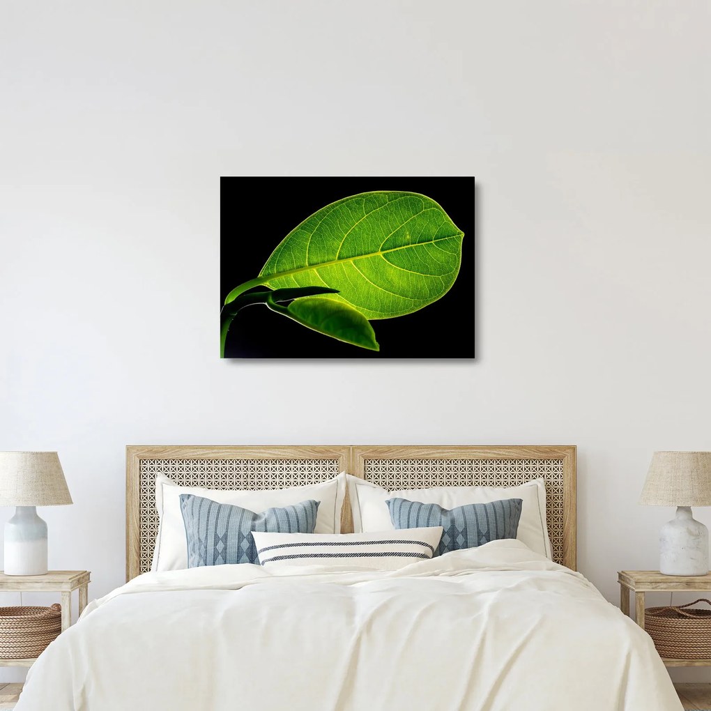 Tablou pe sticlă - frunză verde (70x50 cm)
