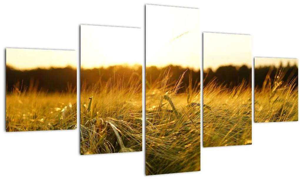 Tablou  iarba cu rouă (125x70 cm), în 40 de alte dimensiuni noi