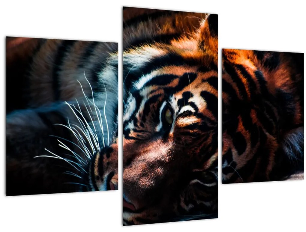 Tablou cu tigrul dormind (90x60 cm)