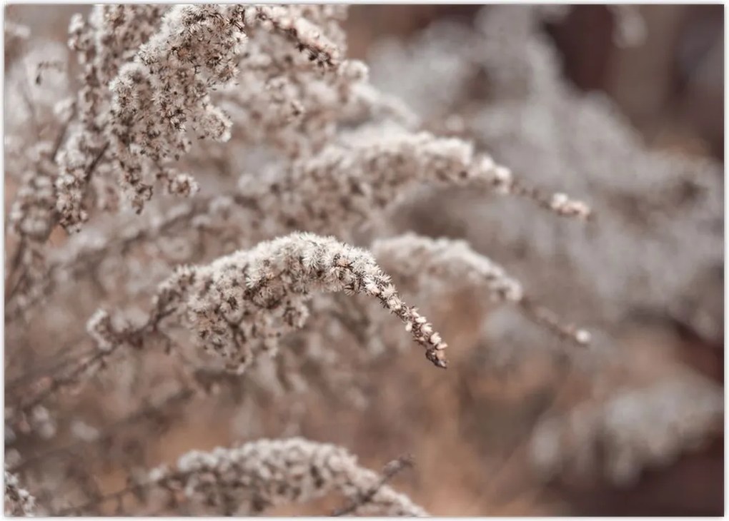 Tablou cu plante (70x50 cm)