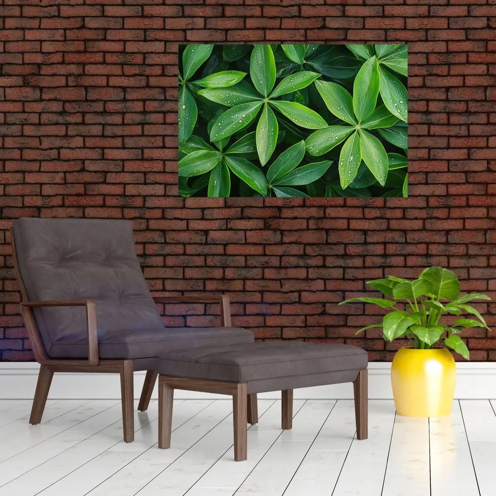 Tablou - Frunze cu picături de rouă (90x60 cm)