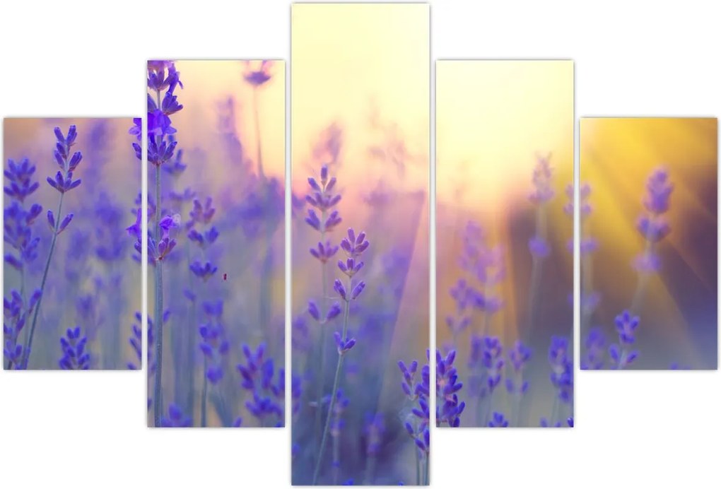 Tablou - Levănțică (150x105 cm)