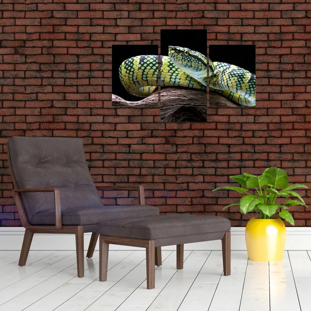 Tablou - Șarpele cu clopoței al lui Wagler (90x60 cm)