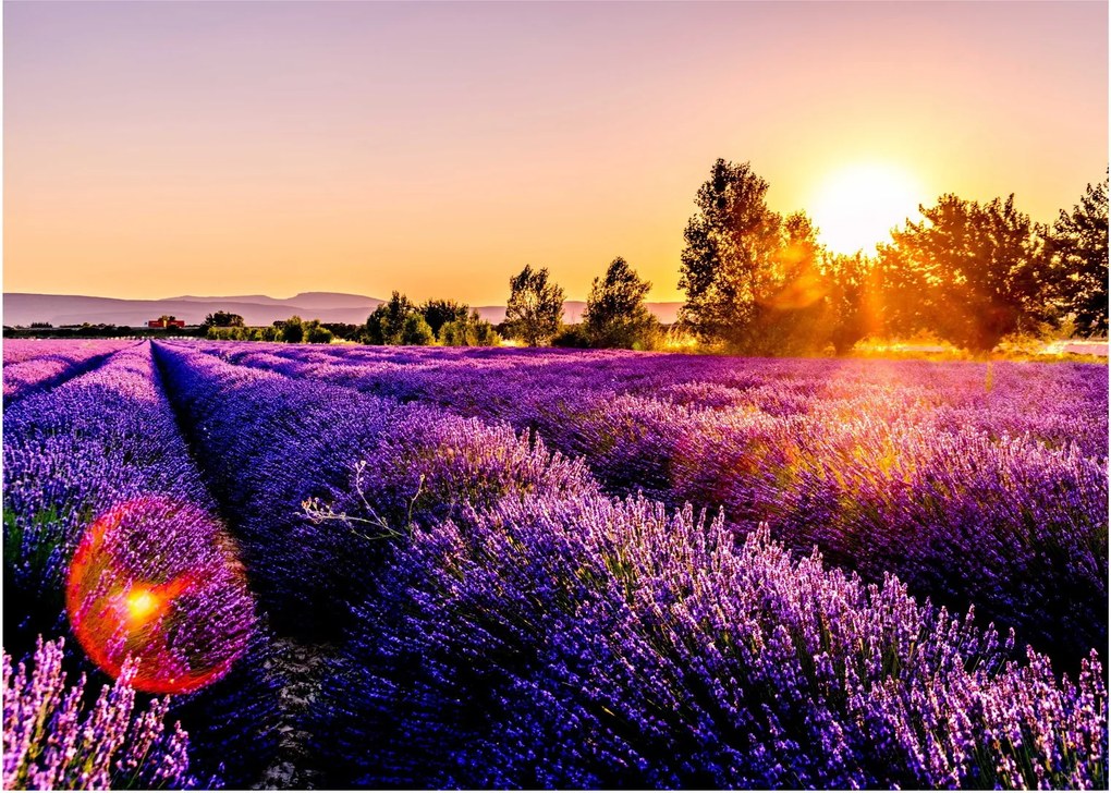 Tablou pe sticlă cu câmp de lavanda (70x50 cm)