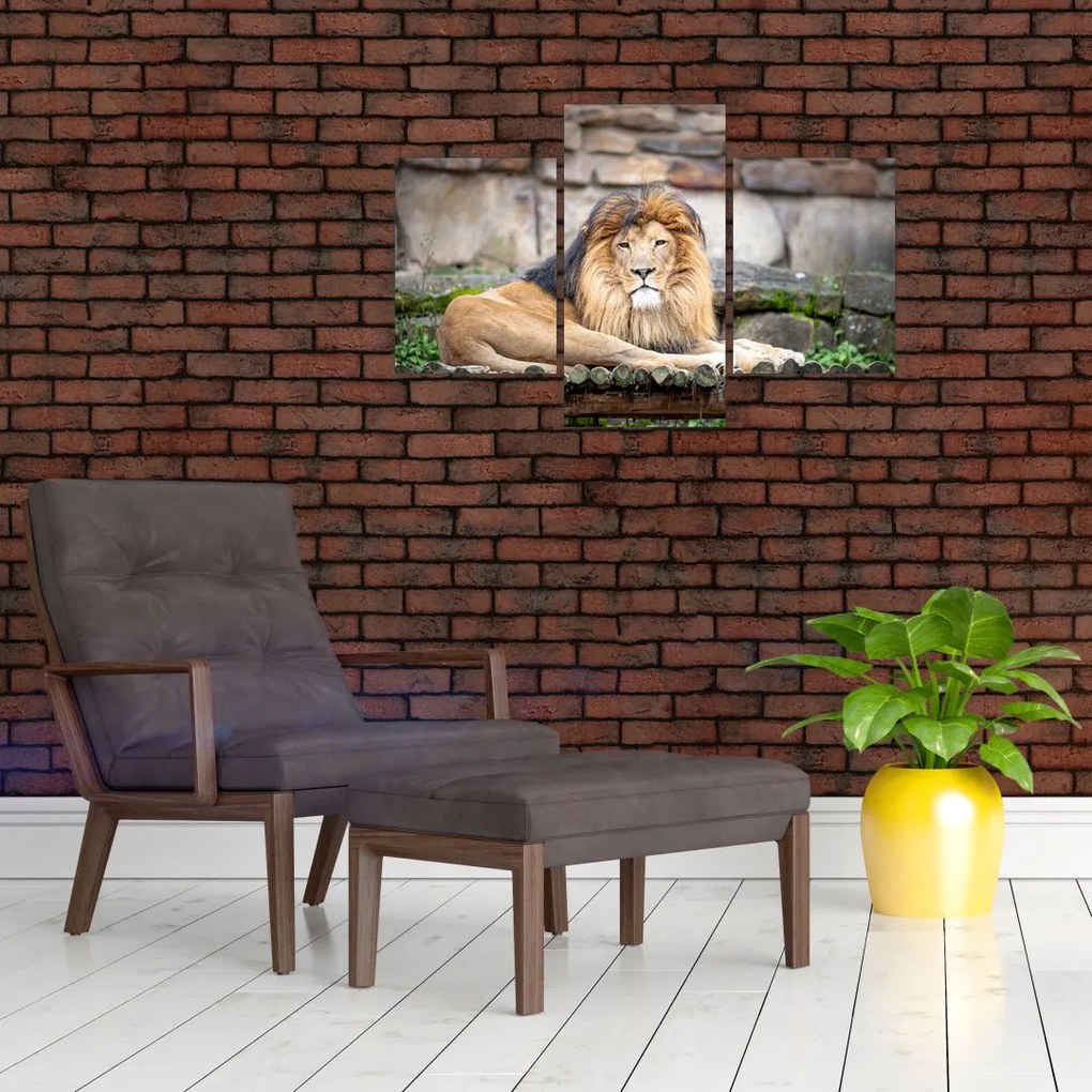 Tablou cu leu (90x60 cm)