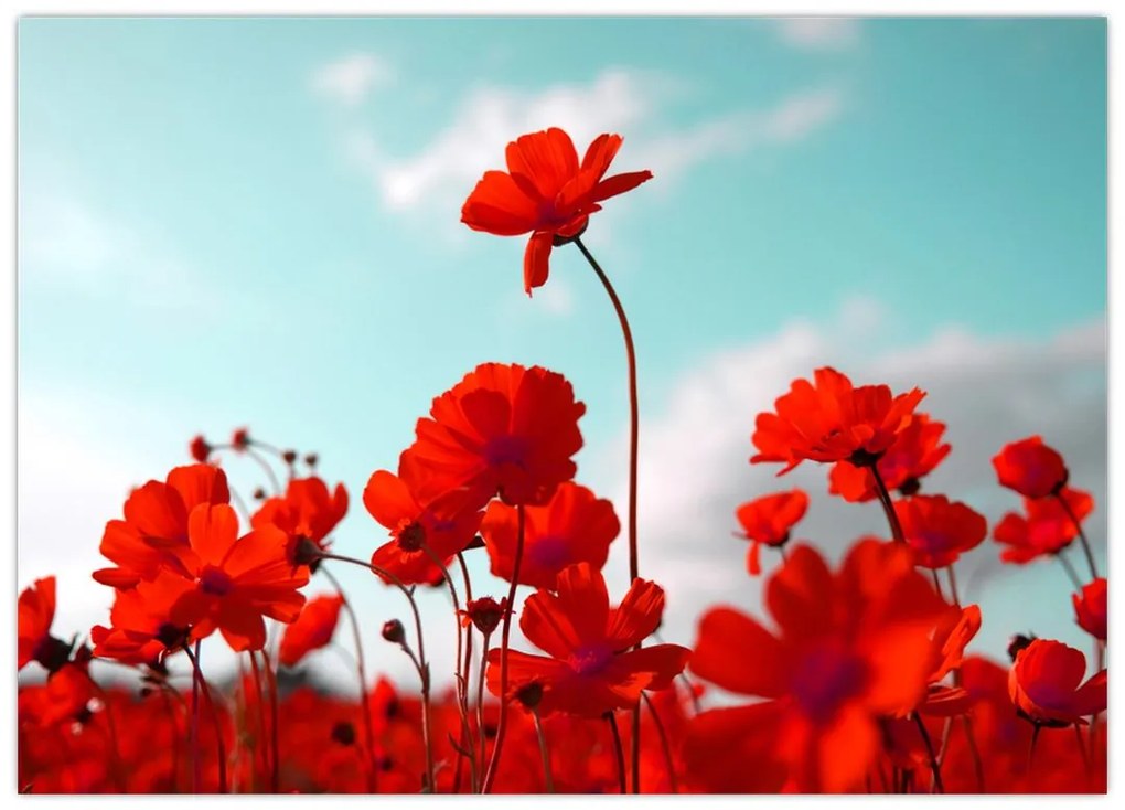 Tablou pe sticlă - Câmp cu flori roșu deschis (70x50 cm)