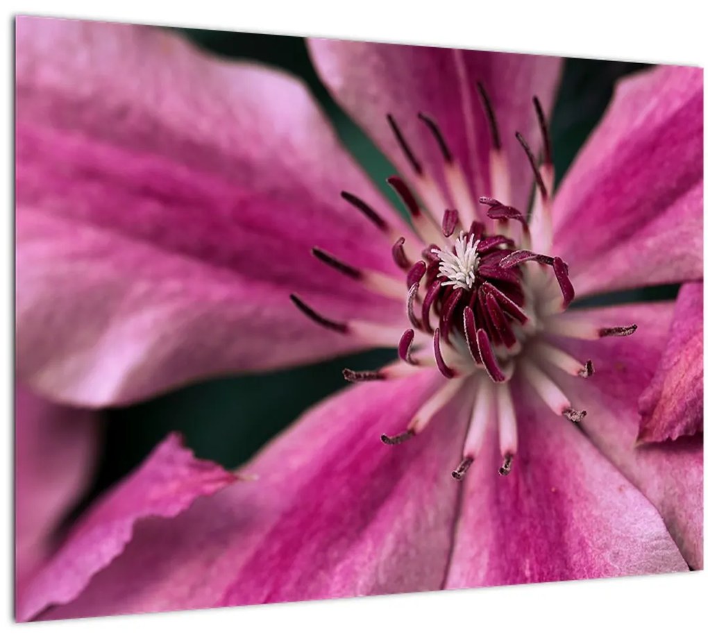 Tablou cu floarea roz de clematis (70x50 cm)