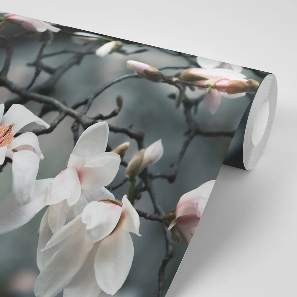 Fototapet trezirea magnoliei