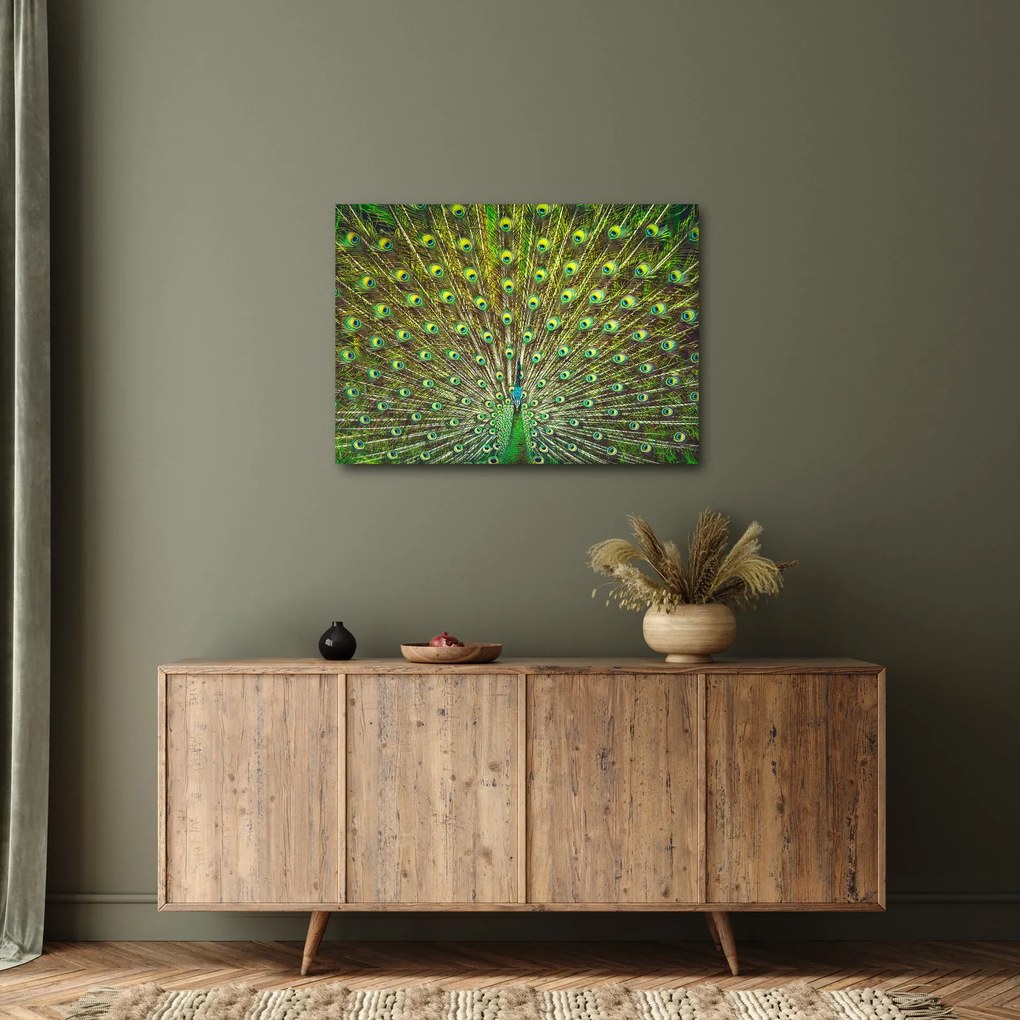 Tablou - Peacock (70x50 cm)