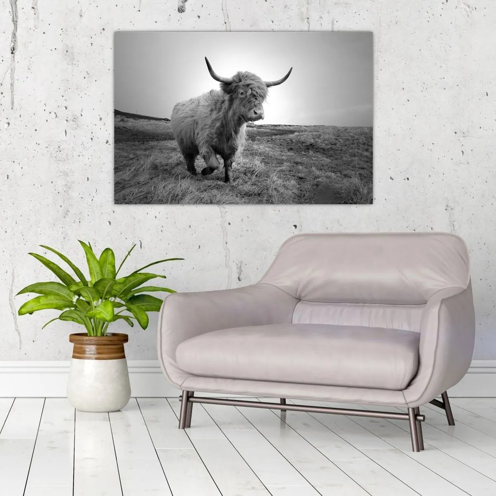 Tablou - Vacă scoțiană,alb-negru (90x60 cm)