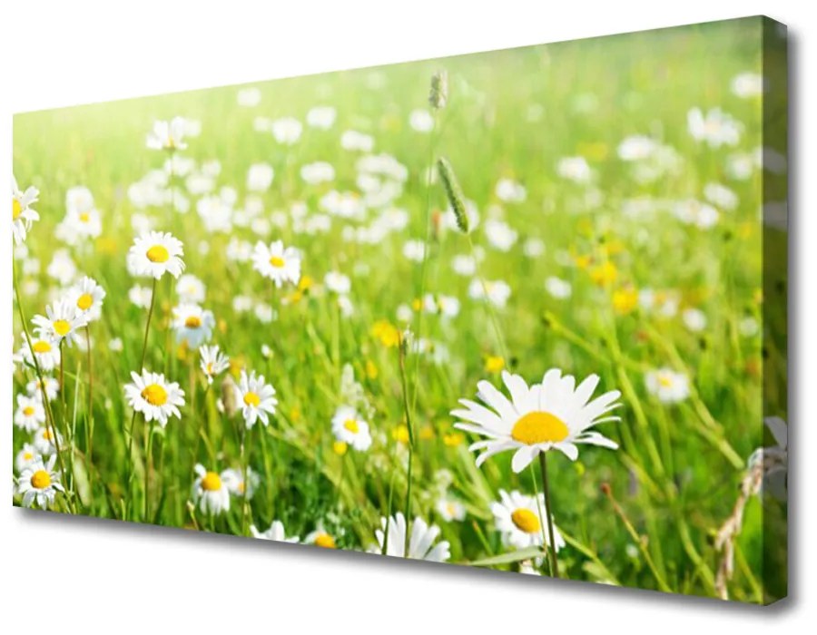 Tablou pe panza canvas Meadow Natura Alb Galben Margarete Verde