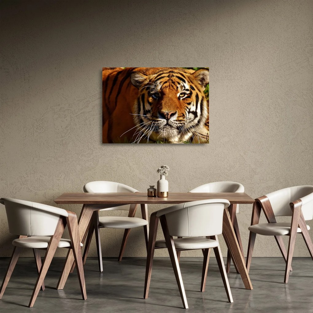 Tablou pe sticlă cu tigrul (70x50 cm)