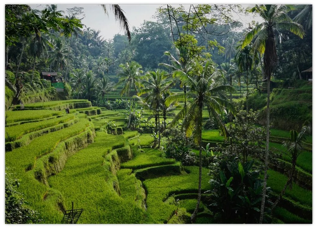 Tablou pe sticlă cu terasele cu orez Tegalalang, Bali (70x50 cm)