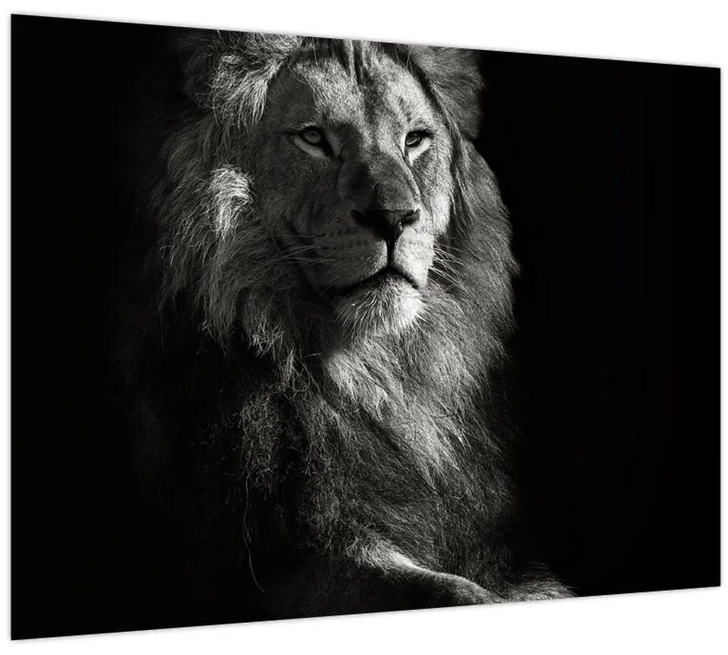 Tablou - Leu (70x50 cm)