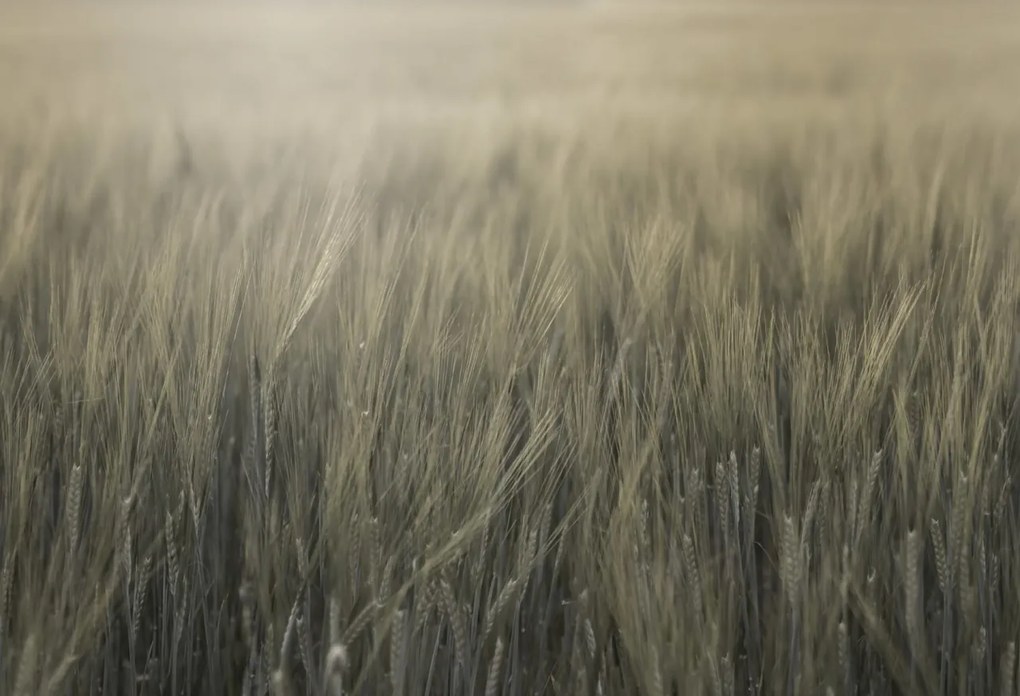 Tapet Rye Field, Green, Rebel Walls