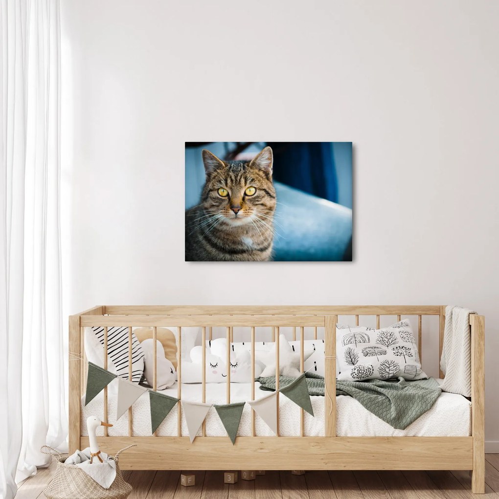 Tablou - Pisica domestică (70x50 cm)