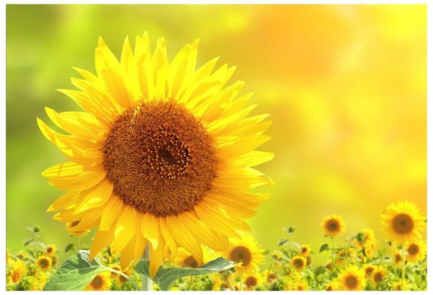 Fototapet Floarea soarelui Galben