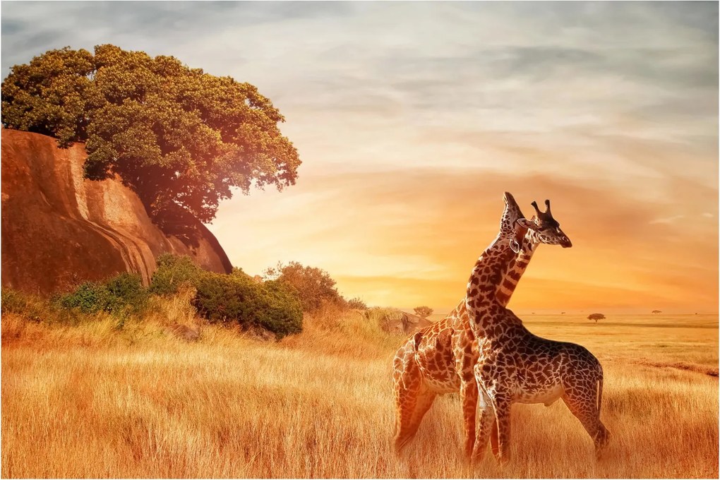 Tablou Girafe în Africa (90x60 cm)
