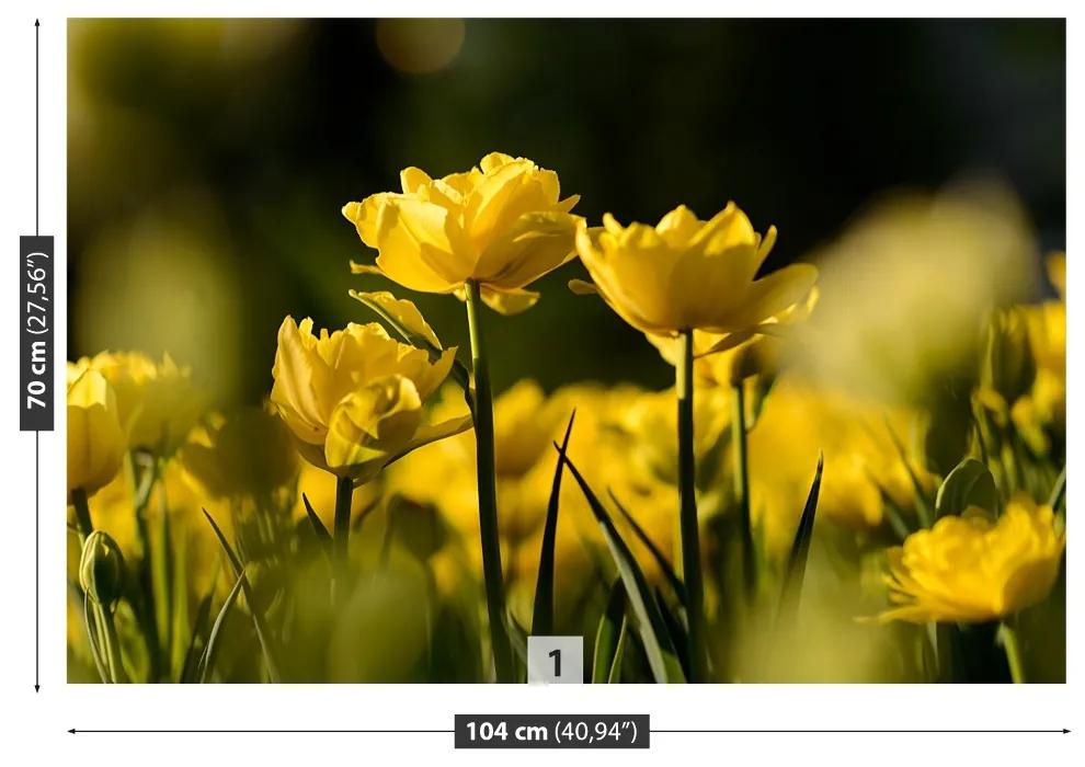 Fototapet Yellow Tulip