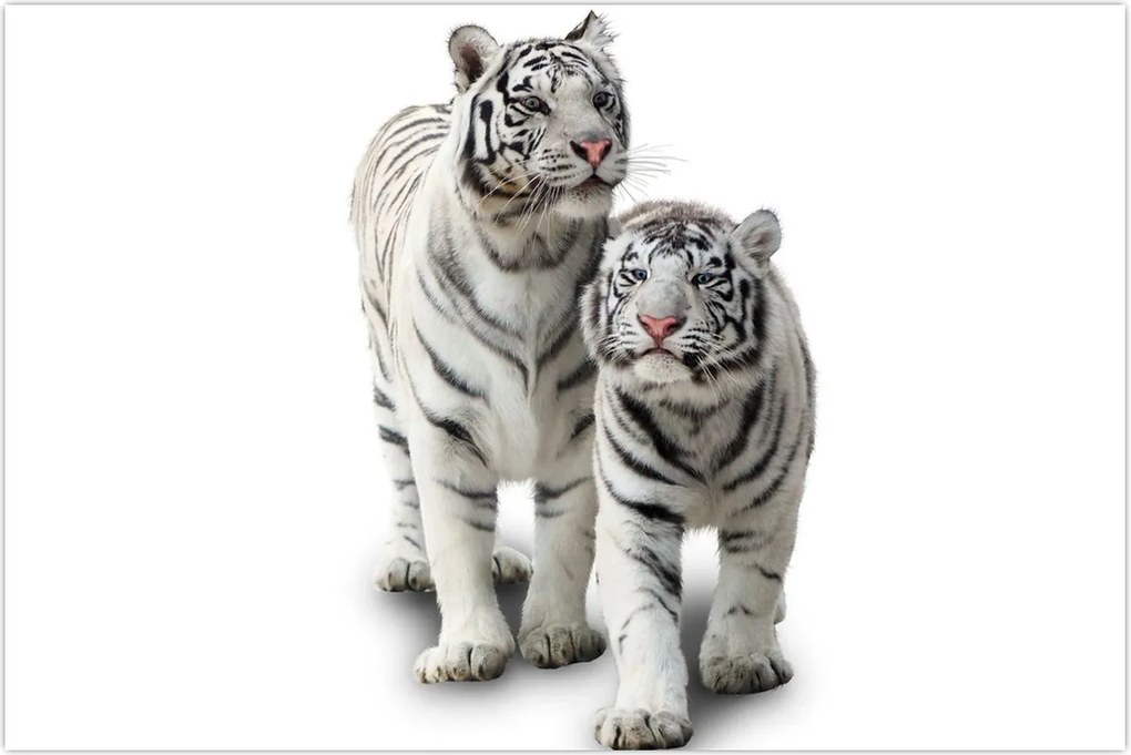 Tablou - Tigrul alb (90x60 cm)