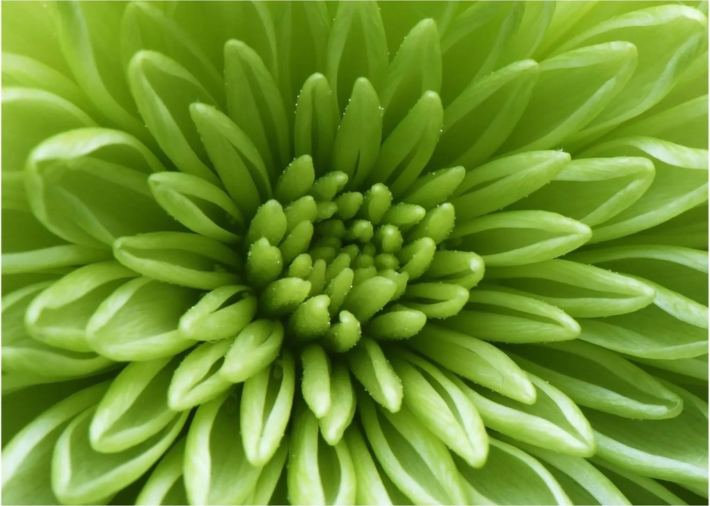 Tablou - Imagine macro a unei plante (70x50 cm)